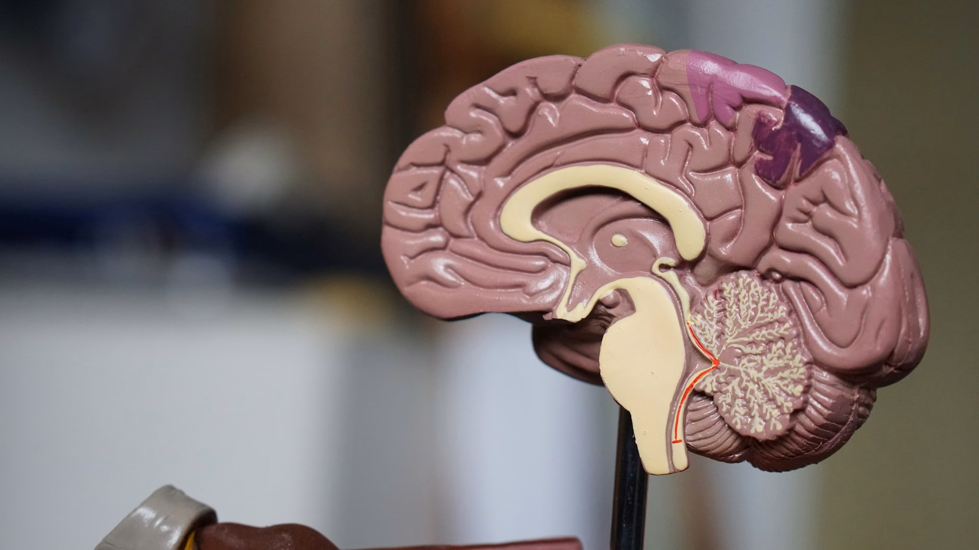 How Sleep Improves Cognitive Function: 2026 Research Data & Statistics